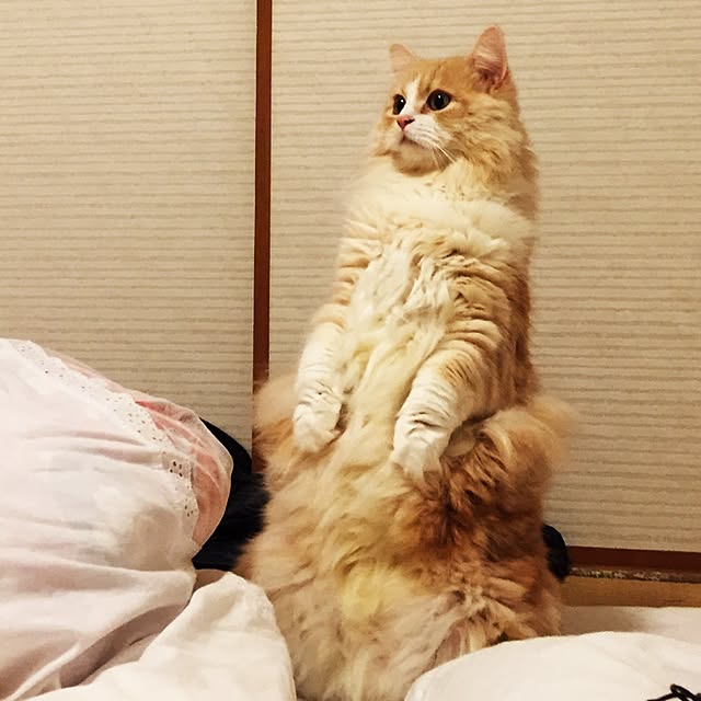 favorlyさんの実例写真