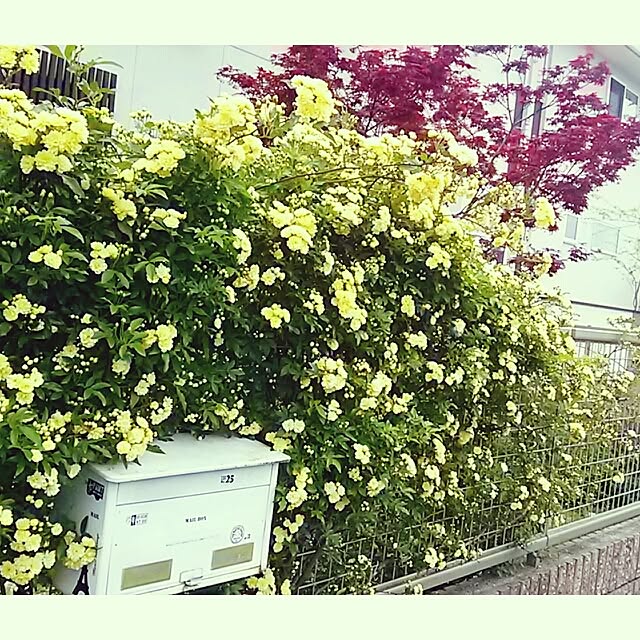 portulacaさんの実例写真