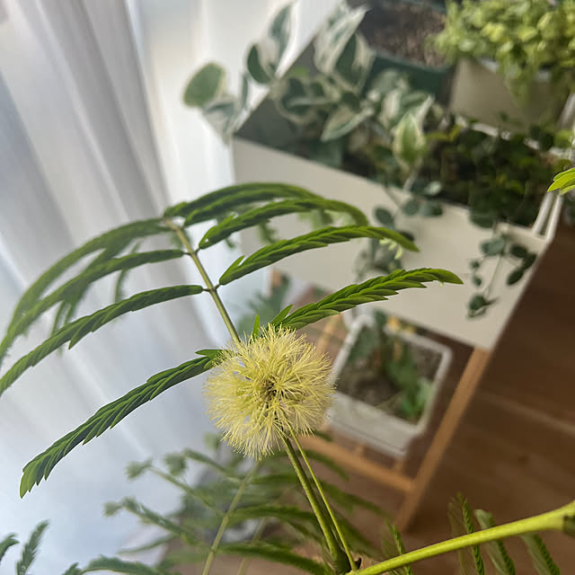 kokedamaさんの実例写真