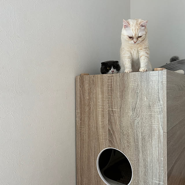 matcha-catさんの部屋