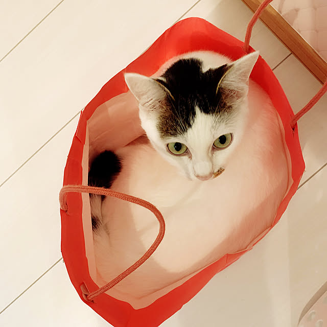 chizukaさんの実例写真