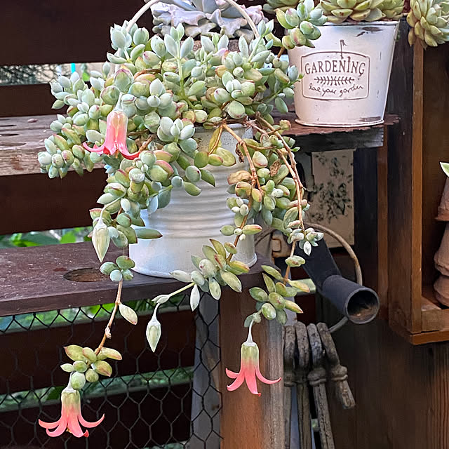 mintteaさんの部屋