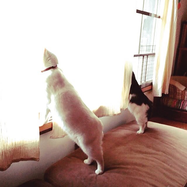 matatabi88さんの実例写真