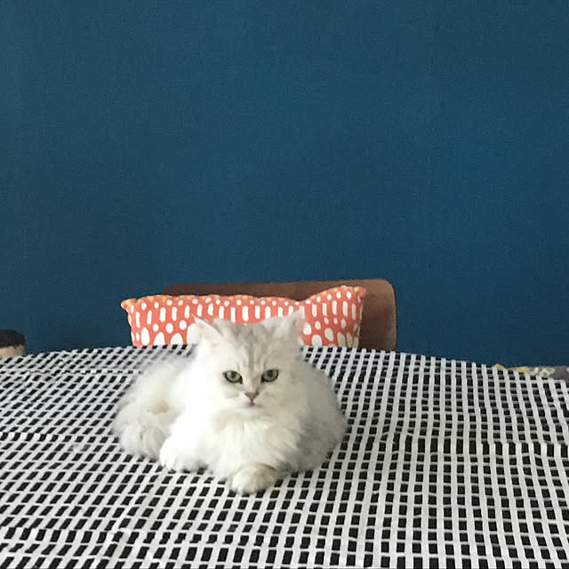 tonさんの実例写真