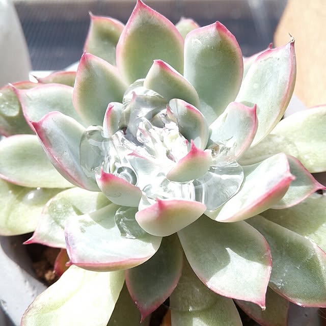 VERANDARJUNさんの実例写真