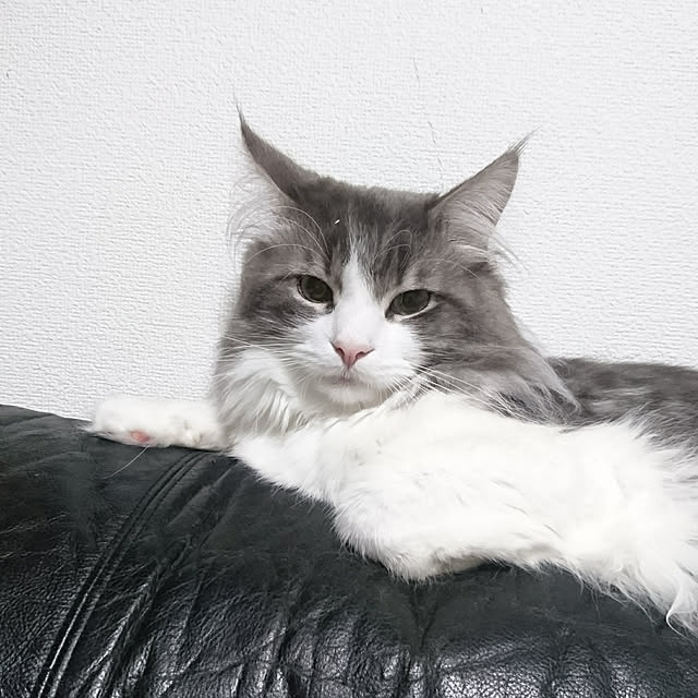 shinobuさんの実例写真