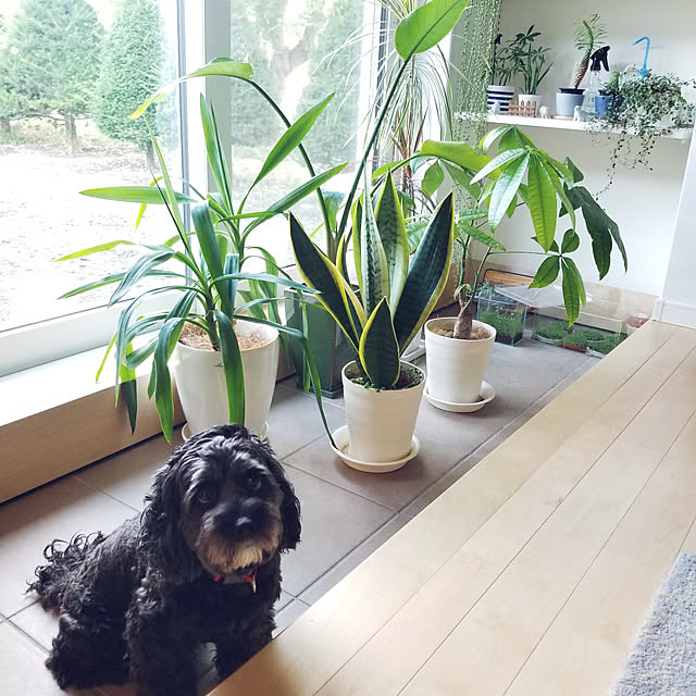 shimaaadsさんの実例写真