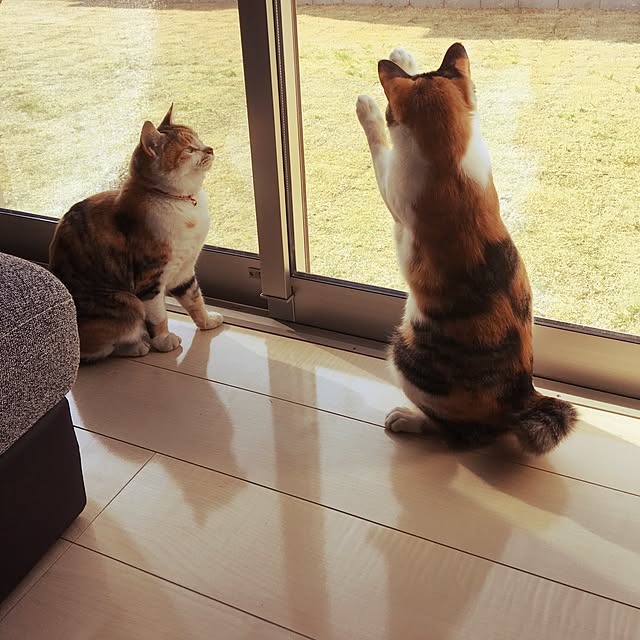 Ayumiさんの実例写真