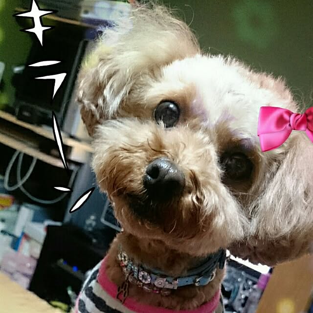 momo-nanaさんの実例写真