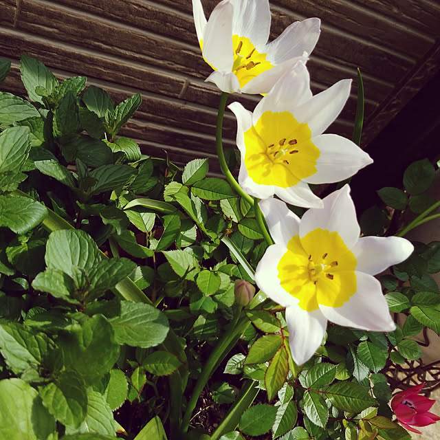 mimi828さんの実例写真