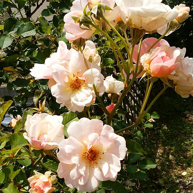 yum0408さんの実例写真