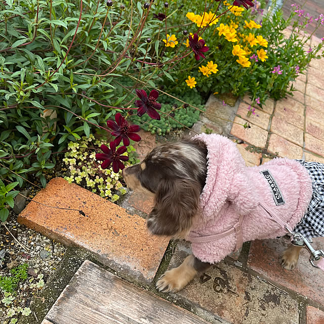 choco-curiさんの部屋