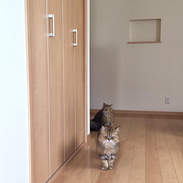 butachanさんの実例写真