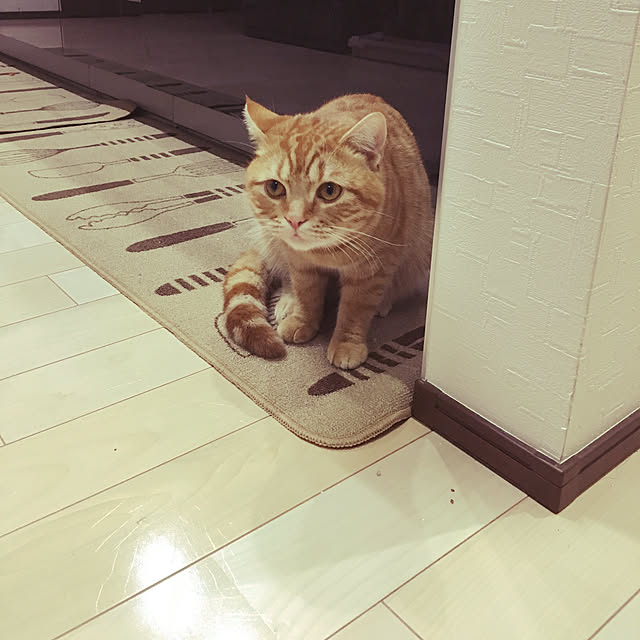 nekoさんの実例写真
