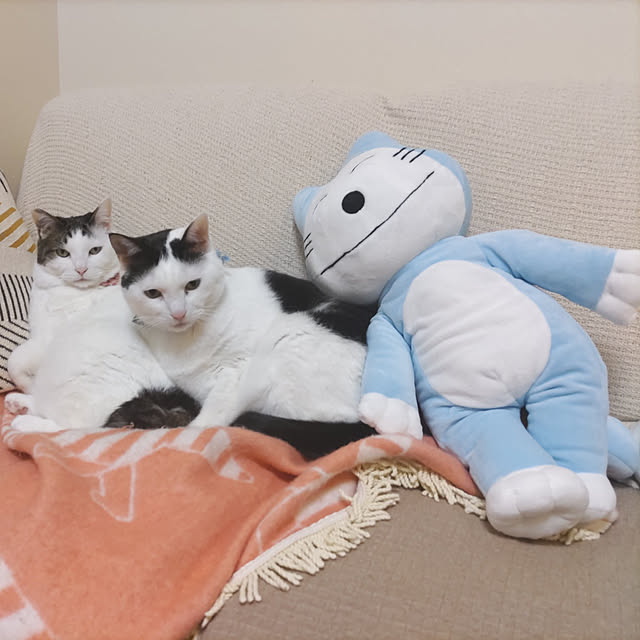 yuuさんの実例写真