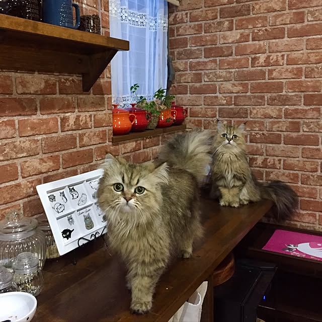 butachanさんの実例写真