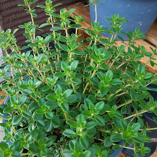 KOHAKUさんの部屋