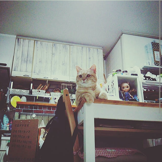 mntcさんの実例写真