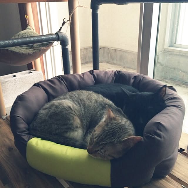 sumisumiさんの実例写真