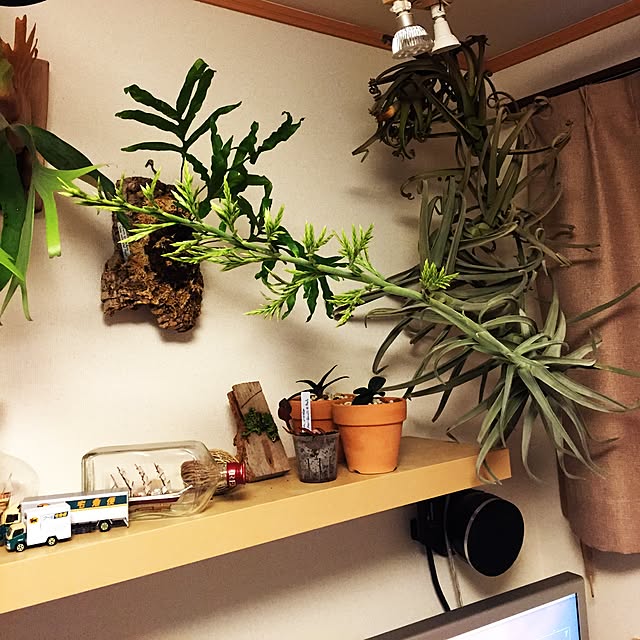 S-Tillandsiaさんの実例写真