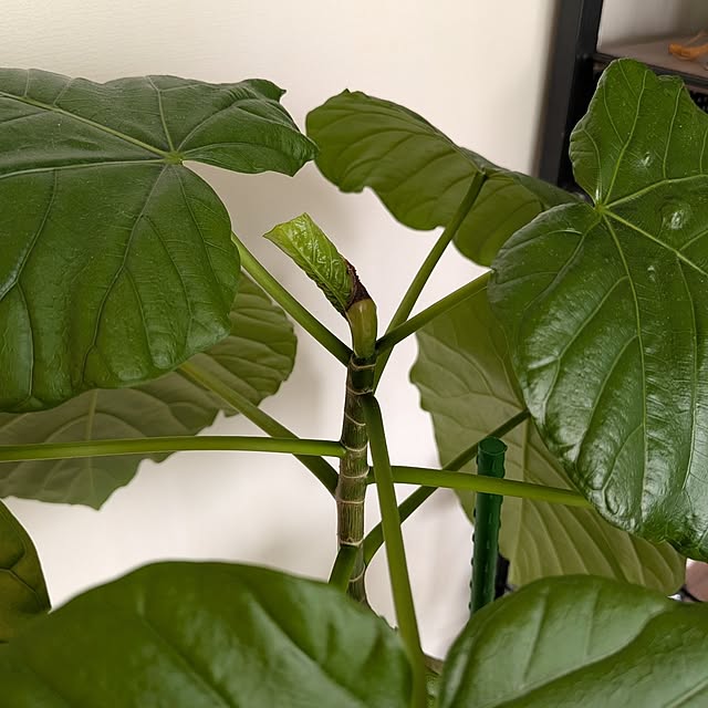 kolo92さんの実例写真