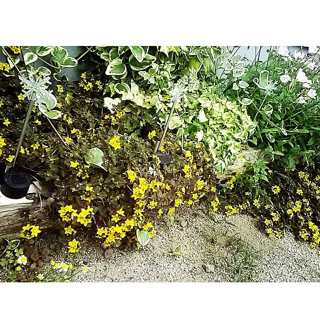 portulacaさんの実例写真