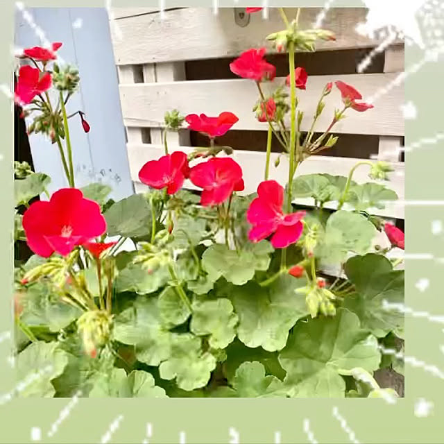 YuuKoさんの実例写真