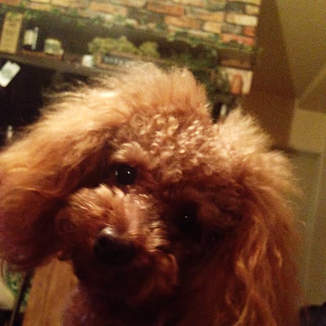 chocolatさんの実例写真