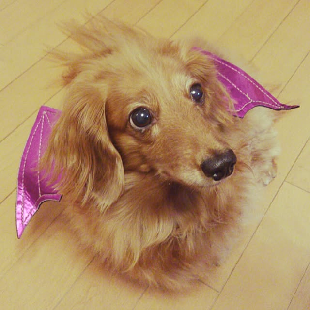 cherryさんの実例写真