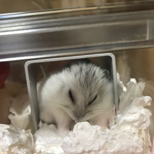 senamamaさんの部屋