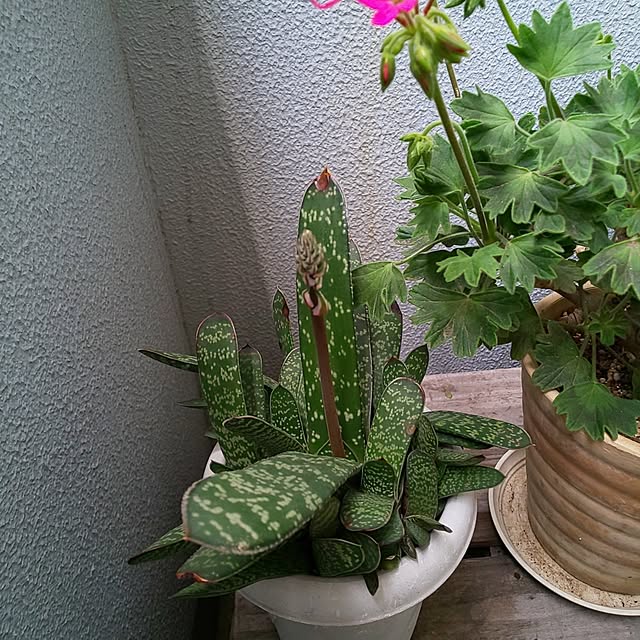 soraさんの実例写真