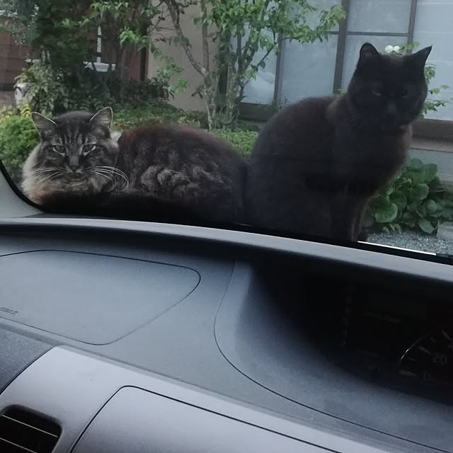 Maki-nekomamireさんの実例写真