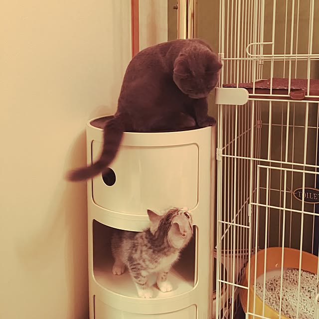 Shojiさんの実例写真
