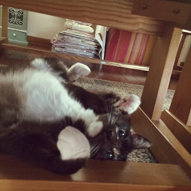 libelaleさんの実例写真