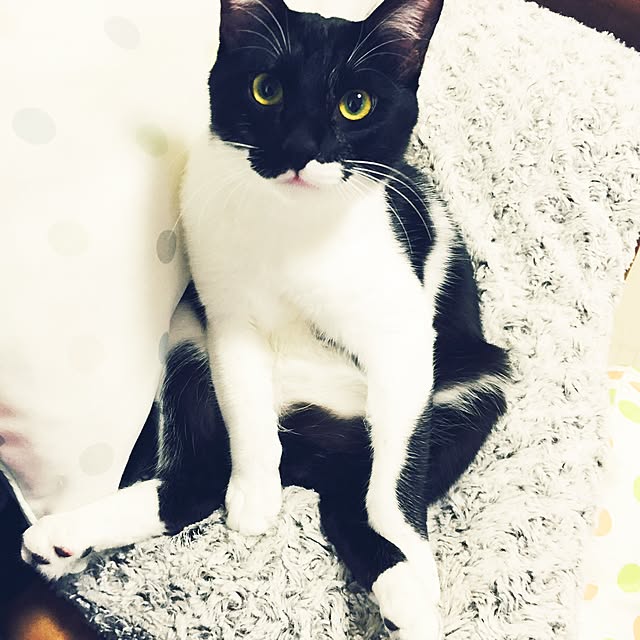 POPGALsさんの実例写真