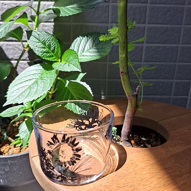 noaさんの部屋