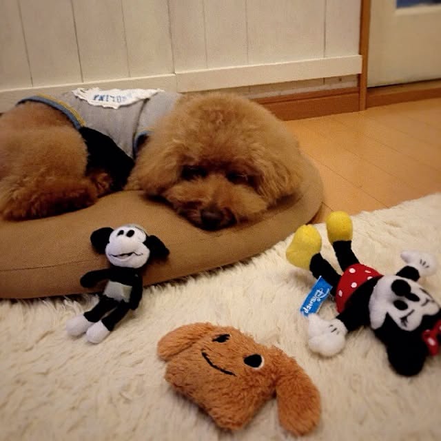 rookuさんの実例写真