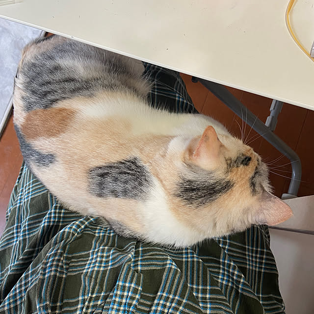 hansho.sさんの実例写真