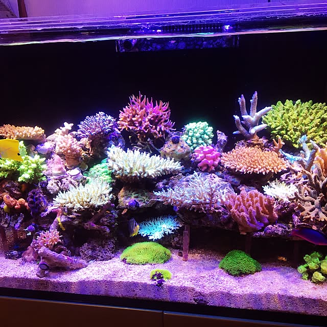 aquarium_seaさんの実例写真