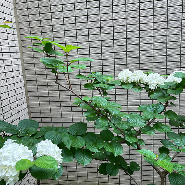 happy-sachiさんの部屋