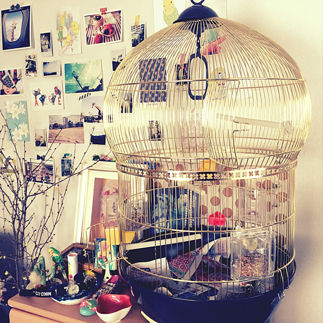 parrotさんの実例写真