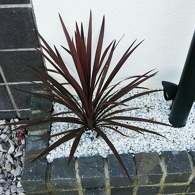 kaorinさんの実例写真