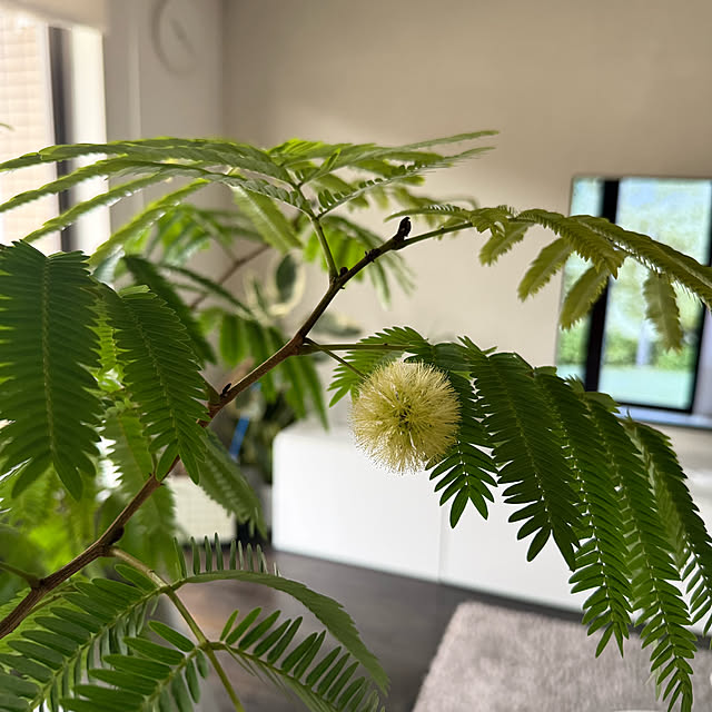 biroballonneさんの実例写真