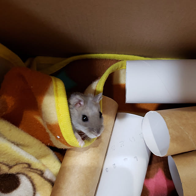 BAZさんの実例写真