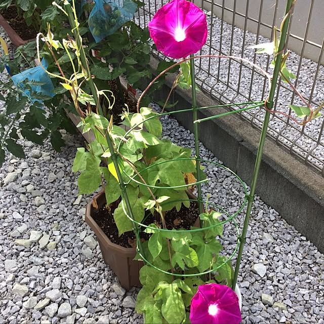 tomoさんの実例写真