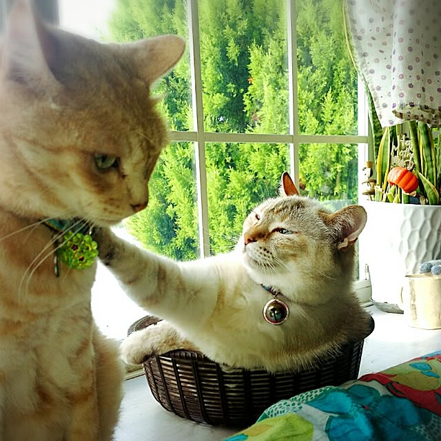 実例写真