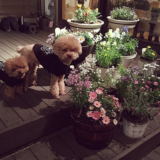 noririnさんの実例写真