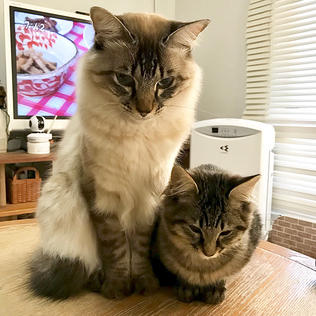 kazaneさんの実例写真
