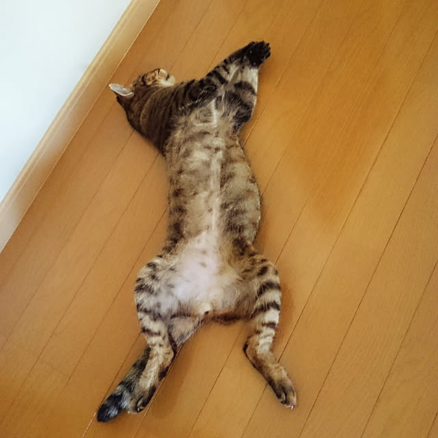 lilyさんの実例写真
