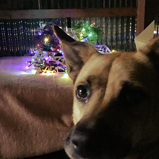 indigo_blueさんの実例写真
